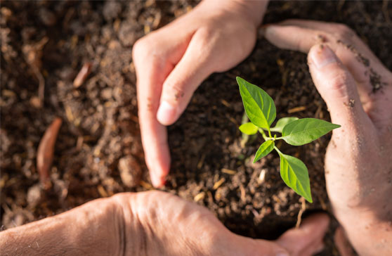 plants and hands