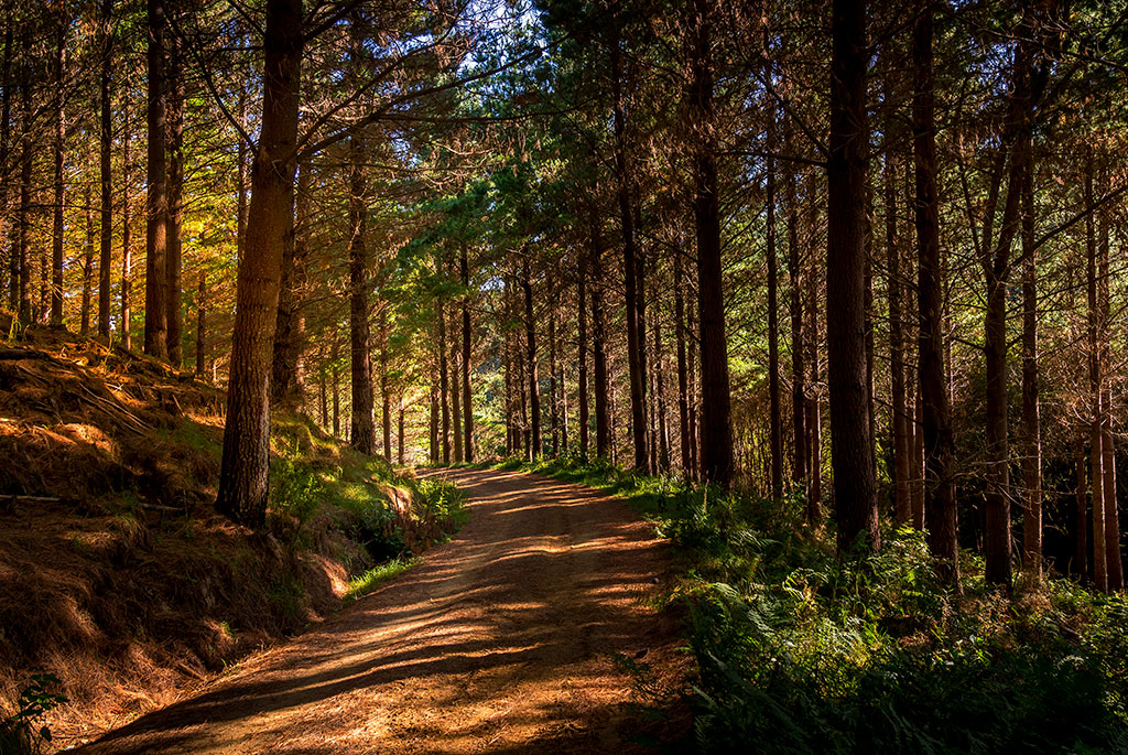 A dirt road through a pine forest