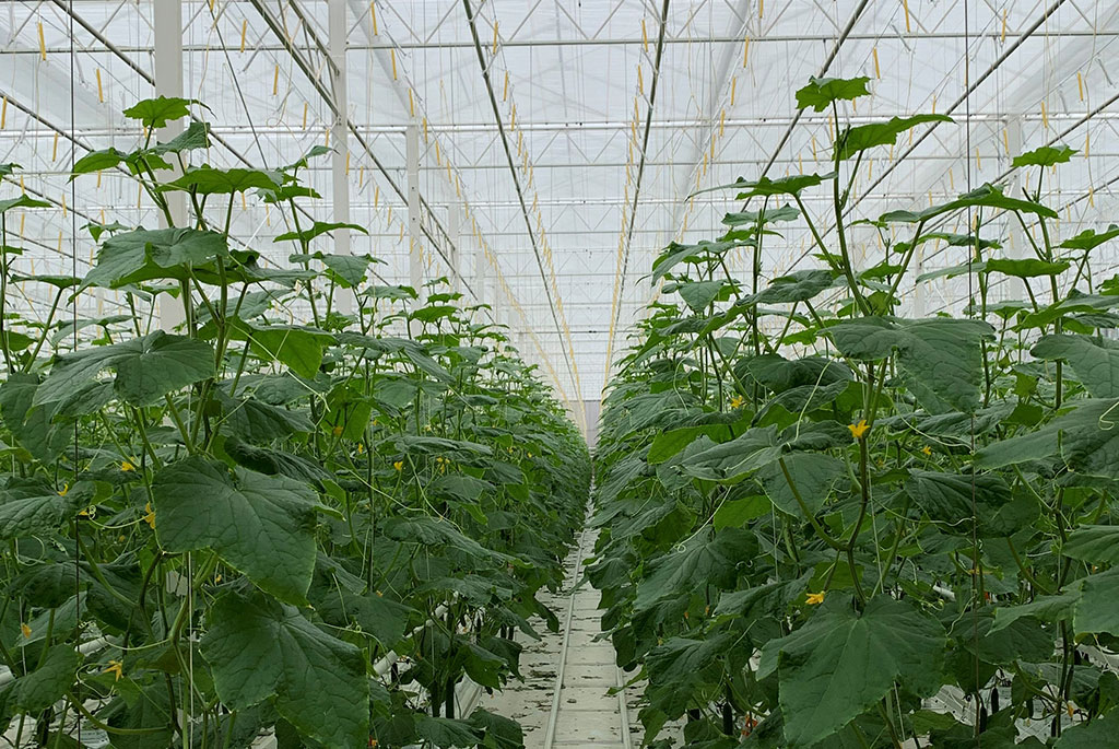 Greenhouse, Cambridgeshire.